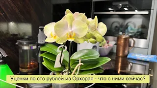 Когда орхидея обречена, а когда ШАНС ЕСТЬ? 🤔🔥🌸
