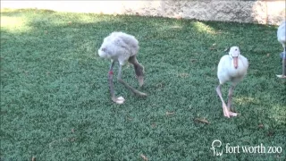 Lesser flamingo chicks hatch at the Zoo