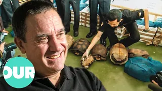 The Foundation That Stops Illegal Tortoise Trade | Animal Black Ops | Our World