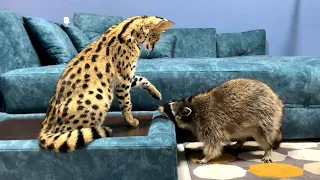 SERVAL AND RACCOON TURNED HOUSE UPSIDE DOWN