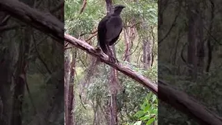 Lyrebird Mimics the Calls of Many || ViralHog