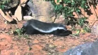 Honey Badger & Honey Guide Bird