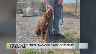 Animal Humane hopes to relocate Las Vegas shelter pets