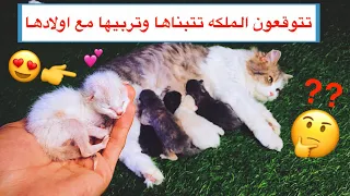 محاولة انقاذ قطة صغيرة يتيمه 😿 حالتها تحزن 😔💔 / Mohamed Vlog