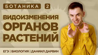 Видоизмененные органы растений | ЕГЭ Биология | Даниил Дарвин