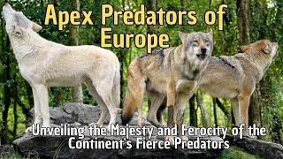 🦊 Apex Predators of Europe 🐆 Unveiling the Majesty and Ferocity of the Continent's Fierce Predators