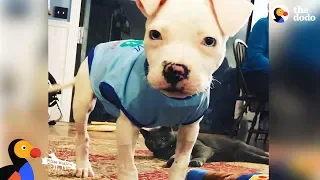 Pittie Puppy Grows Up Strong In A House Full Of Special Needs Pit Bulls | The Dodo Pittie Nation