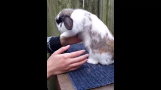 How to Properly Pick up and Hold your Rabbit