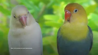 Lovebirds Chirping Sounds - Albino and Parblue Pied - Constant Songs