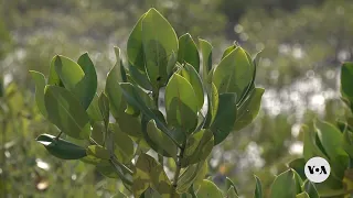 Mangrove Planting in Pakistan Yields Return | VOANews