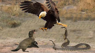 King of the Sky! Eagle hunts Mongoose, Snake to eat meat - King Cobra vs Mongoose