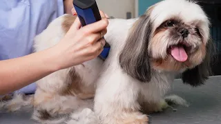 Dog Grooming *Shih Tzu* Beautiful Hairstyle Transformation