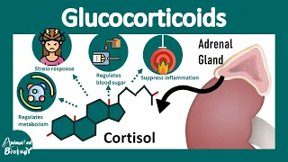 Glucocorticoids | How Glucocorticoids work? | Cortisol and its biological function | Physiology