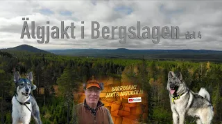 Älgjakt i Bergslagen  del 4.  "Moose hunting in Bergslagen Sweden part 4"