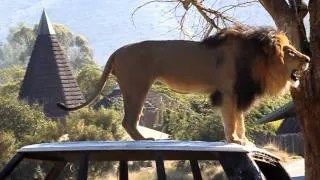 Lion roaring at San Diego Wild Safari Park