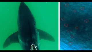 What Bit this White Shark? & Footage From California You Have to See to Believe