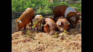 Skyline Pastures Farm Tour