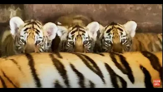 Любимый тигренок РЕВНУЕТ МАМУ ! My favorite tiger cub IS JEALOUS OF MY MOTHER !