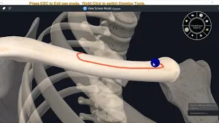 ANATOMY OF CLAVICLE WITH MUSCLE ATTACHMENTS-3D VIDEO#UPPER LIMB#3D ANATOMY