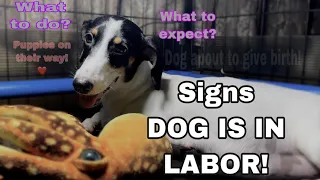 Signs dog is going into labor | My Dog is in labor !| What to expect/What to do?