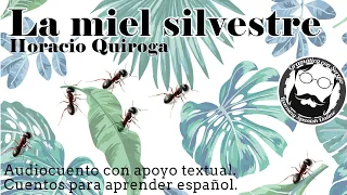 La miel silvestre 🐜 Cuentos para aprender español.