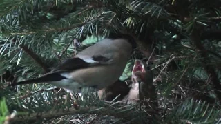 Bullfinch pair feeding young in nest 3 July 2010