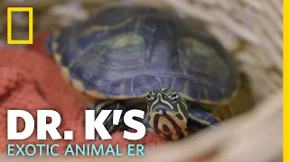 A Turtle with Shell Rot | Dr. K's Exotic Animal ER