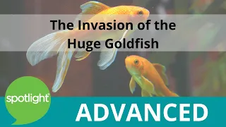 The Invasion of the Huge Goldfish | ADVANCED | practice English with Spotlight