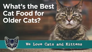 Best Cat Food for Older Cats - Senior Cat Food Reviews and Guide