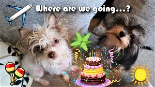 We're Traveling to This Place for My Dog's 1st Birthday | Vlog #1122