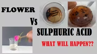 Sulphuric acid and Flower ( What will happen )