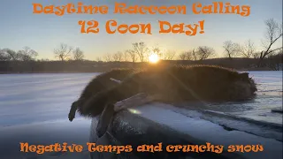 Daytime Raccoon Calling 12 coon day!