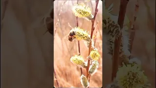 Наталия Могилевская. Я позволила себе..