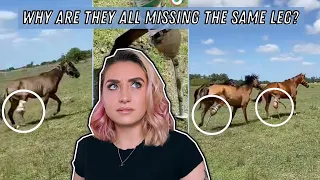 The Most Disturbing Equestrian On TikTok