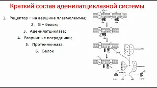 Аденилатциклазная система