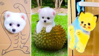 Tik Tok Chó Phốc Sóc Mini 😍 Funny and Cute Pomeranian #385