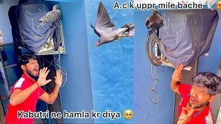 Pigeon baby mile aaj 😍 !! Female pigeon attacks to save baby 😨