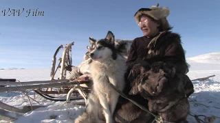 Чукчи оленеводы и их неприхотливые собаки лайки