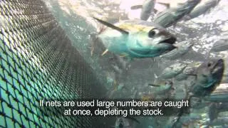 POLE AND LINE TUNA FISHING IN THE MALDIVES