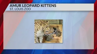 Meet Anya and Irina! St. Louis Zoo welcomes two new leopard cubs