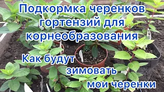 ПОДКОРМКА ЧЕРЕНКОВ ДЛЯ КОРНЕОБРАЗОВАНИЯ. Как будут зимовать мои черенки метельчатых гортензий.