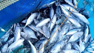 mega jackpot 1,200 kilos puro malalaking tulingan tuna