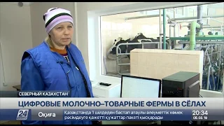 Сразу три цифровые молочно-товарные фермы появились в СКО