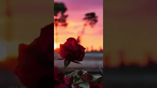 Roses nature beautiful no copyright stock video vertical footage