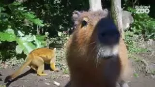 Zoo Tales - Meet capybaras Rosita and Consuela!