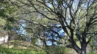 Oak & bay laurel woodland with a native understory