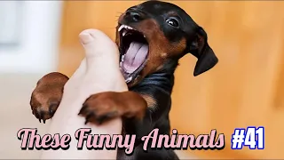 the Funny Animals #41