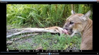 PANTHER TALKING ~ (TURN UP YOUR VOLUME) ~ Trail Camera Pick Up