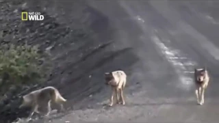 Animal attack Attaque de loups sur un élan HD ll