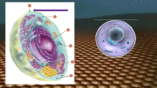 Budowa komórki zwierzęcej - biologia klasa 5